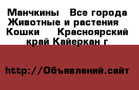 Манчкины - Все города Животные и растения » Кошки   . Красноярский край,Кайеркан г.